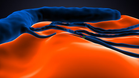 Human pancreas. 3D illustration. Human pancreas anatomy.の写真素材