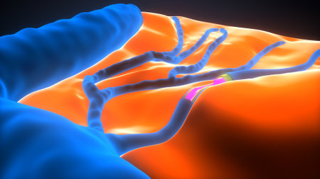 3d illustration of human pancreas in colour backgroundの写真素材