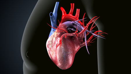 Human heart with circulatory system, 3D illustration showing vascular systemの写真素材