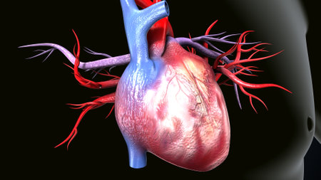 Human heart with circulatory system, 3D illustration showing vascular systemの写真素材