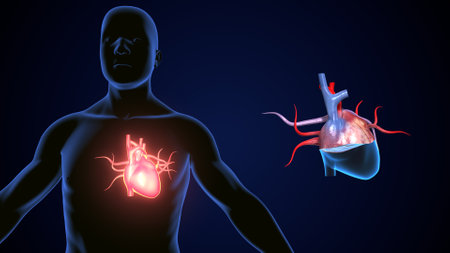 Human heart anatomy in x-ray view on dark blue background.の写真素材