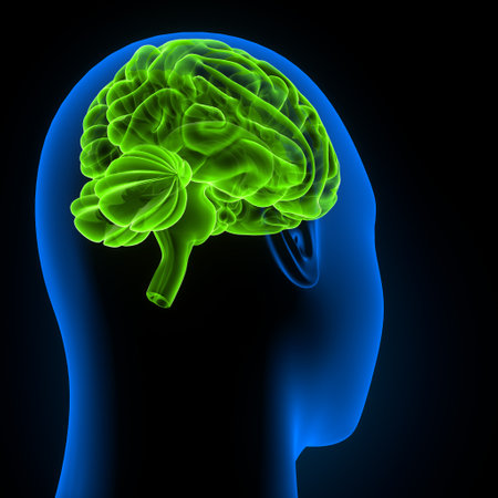 Human Brain Anatomy - 3D Illustration of Human Brain Anatomyの写真素材