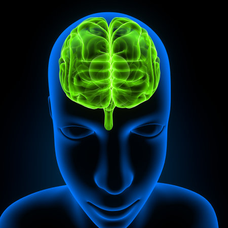 Human Brain Anatomy - 3D Illustration of Human Brain Anatomyの写真素材