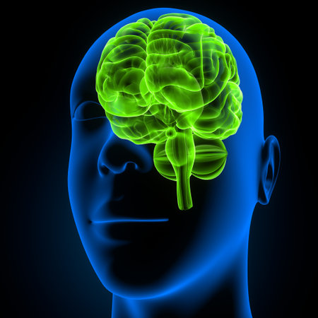 Human Brain Anatomy - 3D Illustration of Male Head with Brainの写真素材