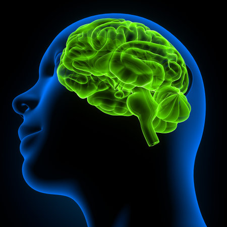 Human Brain Anatomy - 3D Illustration of Human Brain Anatomyの写真素材