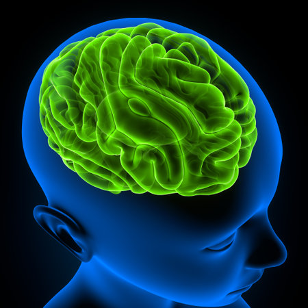 Human Brain Anatomy - 3D Illustration of Human Brain Anatomyの写真素材