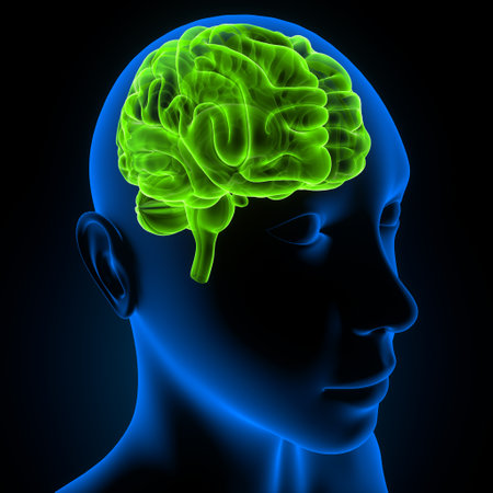 Human Brain Anatomy - 3D Illustration of Human Head with Brainの写真素材