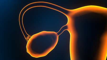 Human Urinary System Anatomy For Medical Concept 3D Illustrationの写真素材