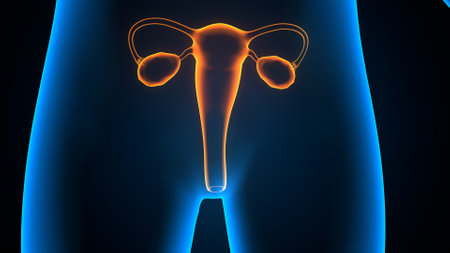 Human Urinary System Anatomy For Medical Concept 3D Illustrationの写真素材