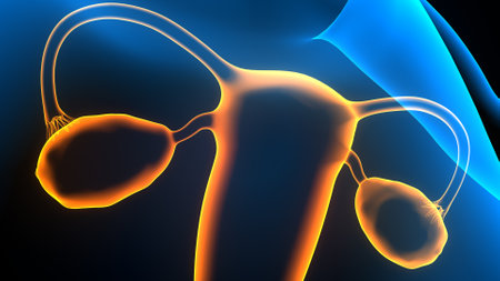 Human Urinary System Anatomy For Medical Concept 3D Illustrationの写真素材