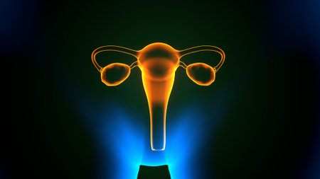 Female Reproductive System Anatomy For Medical Concept 3D Illustrationの写真素材
