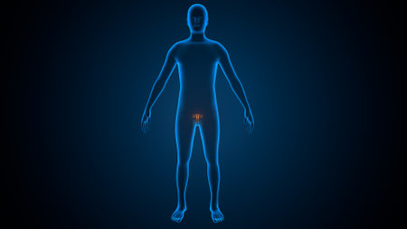Human Body Anatomy with Blood Vessels. 3D Renderingの写真素材