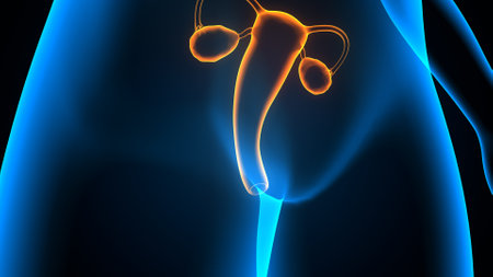 3D Illustration of Male Or Female Organs Liver Anatomyの写真素材