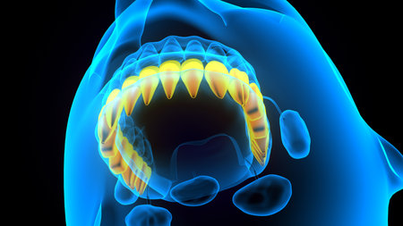 Digital illustration of  teeth in     colour  backgroundの写真素材