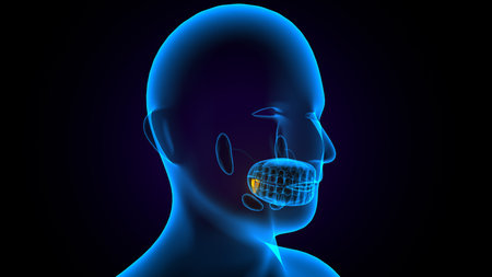 Human throat anatomy, x-ray view, 3D illustration.の写真素材