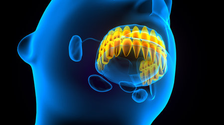 3D Illustration of a Human Teeth with Teeth Painの写真素材