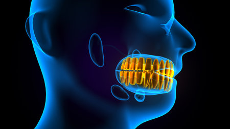 Human Teeth Anatomy For Medical Concept. 3D Illustrationの写真素材