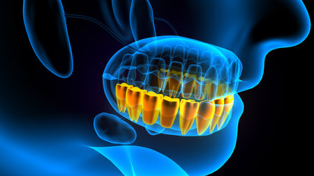 Digital illustration of  jaw bone in    colour  backgroundの写真素材