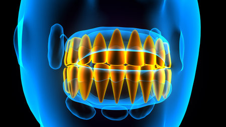 Dental X-Ray - Teeth with Teeth Bracesの写真素材