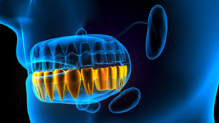 Digital illustration of  human jaw in colour  background with blood cellsの写真素材