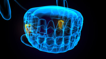 Human mouth anatomy. 3D illustration of human mouth.の写真素材