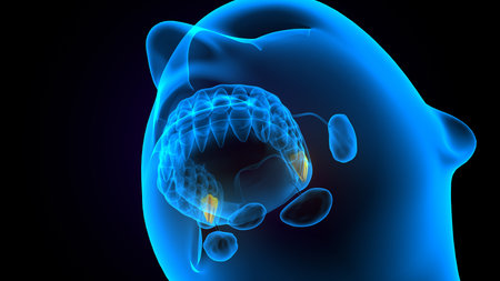 Digital illustration of pancreas in blue color backgroundの写真素材