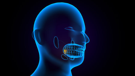 Human throat anatomy x-ray view on dark background. 3D renderingの写真素材