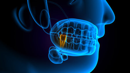 Human Teeth Anatomy For Medical Concept. 3D Illustrationの写真素材