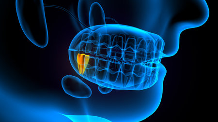 Digital illustration of human tooth in color backgroundの写真素材