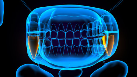 Digital illustration of teeth in x-ray view  in colour backgroundの写真素材