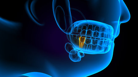 Human Digestive System Anatomy For Medical Concept 3D Illustrationの写真素材