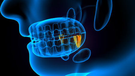 Digital illustration of  teeth in    colour   backgroundの写真素材