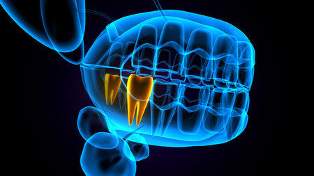 Dental X-Ray with Teeth. 3D illustration.の写真素材