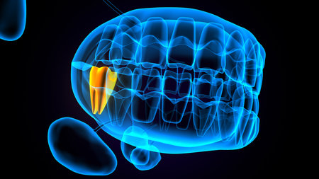 Human mouth anatomy in x-ray view, 3D illustrationの写真素材