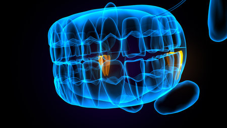 3d render of jaw bone x-ray over black background.の写真素材