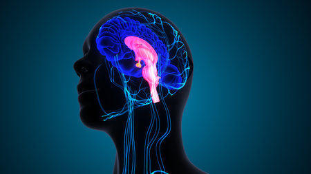 Human Brain Anatomy For Medical Concept. 3D Illustration.