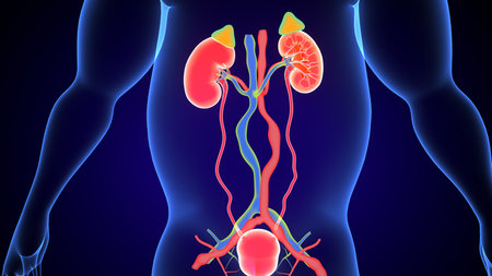 Human Kidneys with Urinary System Anatomy For Medical Concept 3D Illustration