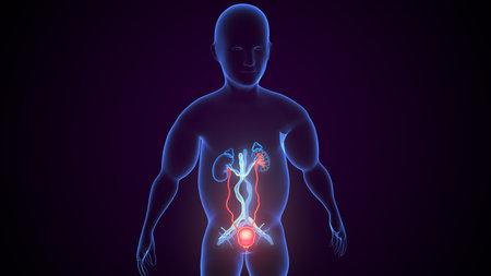 Human Organs Anatomy With Organs For Medical Concept 3D Illustrationの写真素材