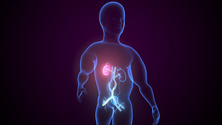 Human Organs Anatomy with digestive system. 3D Rendering
