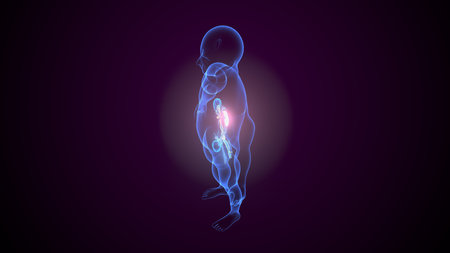 Human body anatomy scan blue glowing x-ray. 3d renderingの写真素材