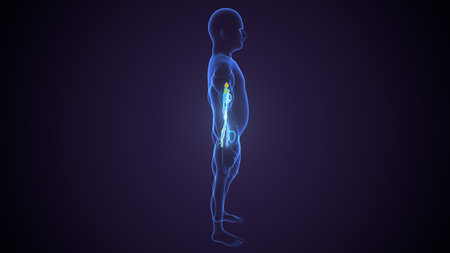 Human body with highlighted liver anatomy on dark background. 3D renderingの写真素材