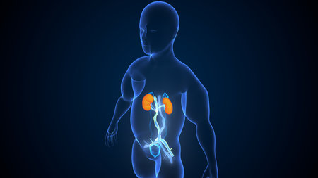 Human kidney anatomy on blue background. Medical and healthcare concept. 3D Renderingの写真素材