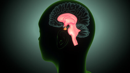 Human Brain Anatomy For Medical Concept. 3D Illustration.の写真素材