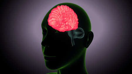 Human Brain Anatomy For Medical Concept 3D Illustration Design.