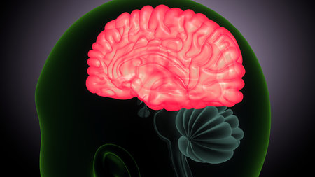 Human Brain Anatomy For Medical Concept 3D Illustration Design.