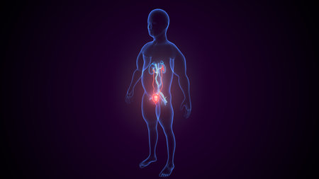 Human body anatomy. Human body anatomy. 3D rendering on dark backgroundの写真素材