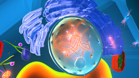 Nucleus anatomy. 3d illustrations