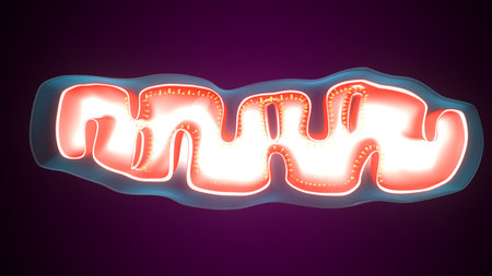 Plant mithochondria anatomy. 3d illustrationsの写真素材