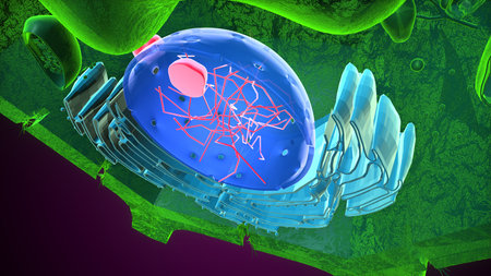 Plant nucleus anatomy. 3d illustrationsの写真素材