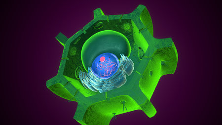 Plant nucleus anatomy. 3d illustrationsの写真素材